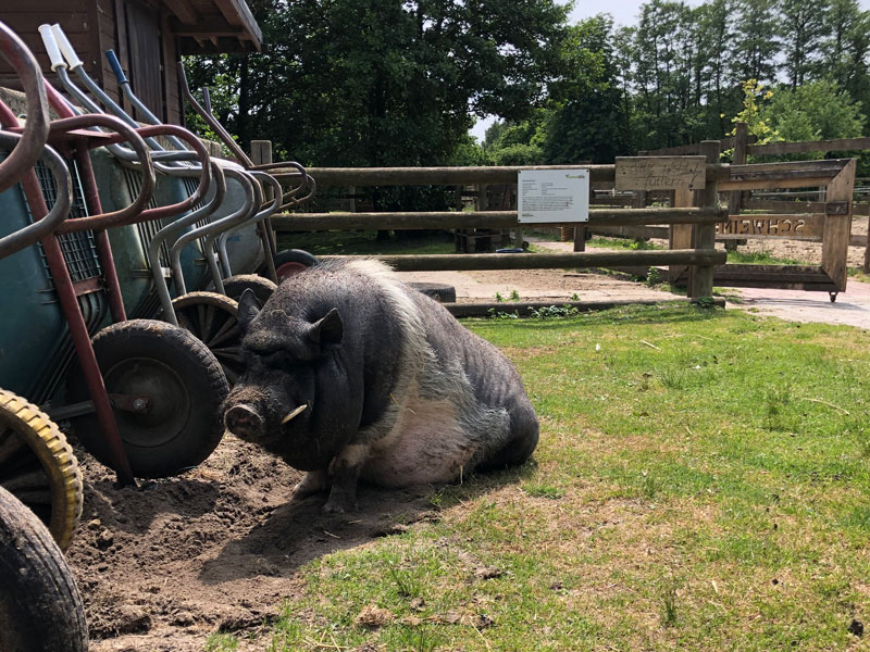 Stadtteilfarm-Schubkarren