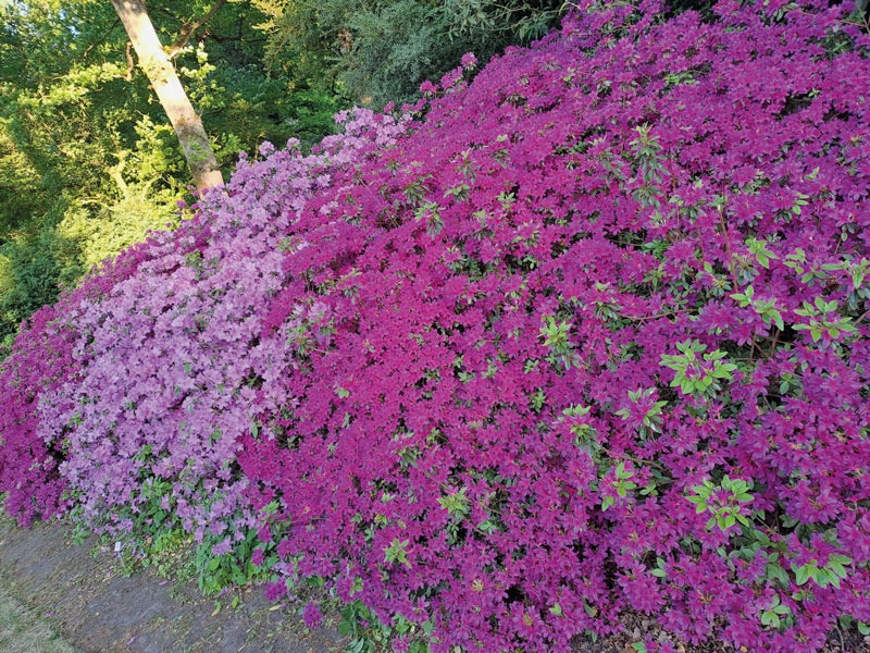 rhododendronpark
