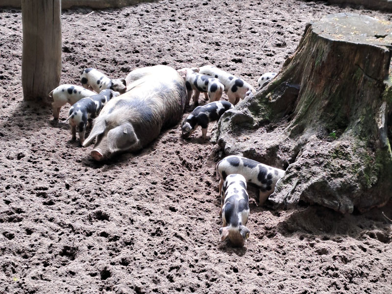 tiergehege-buergerpark